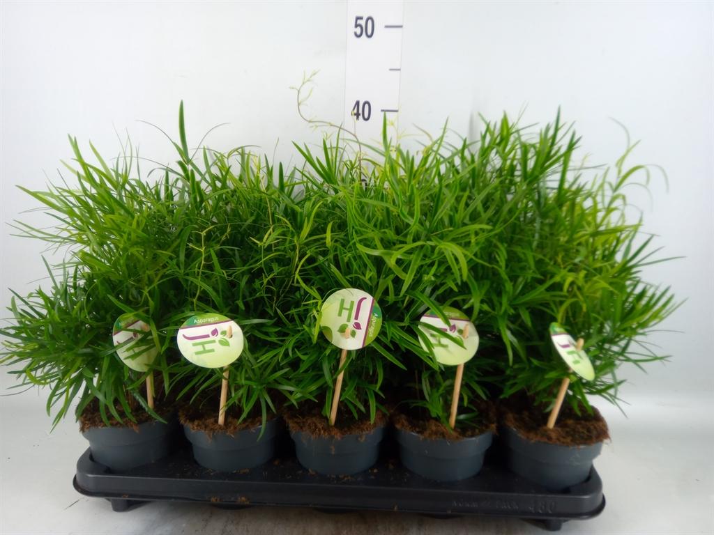 Горшечные цветы и растения оптом Asparagus Falcatus от 10шт из Голландии с доставкой по России
