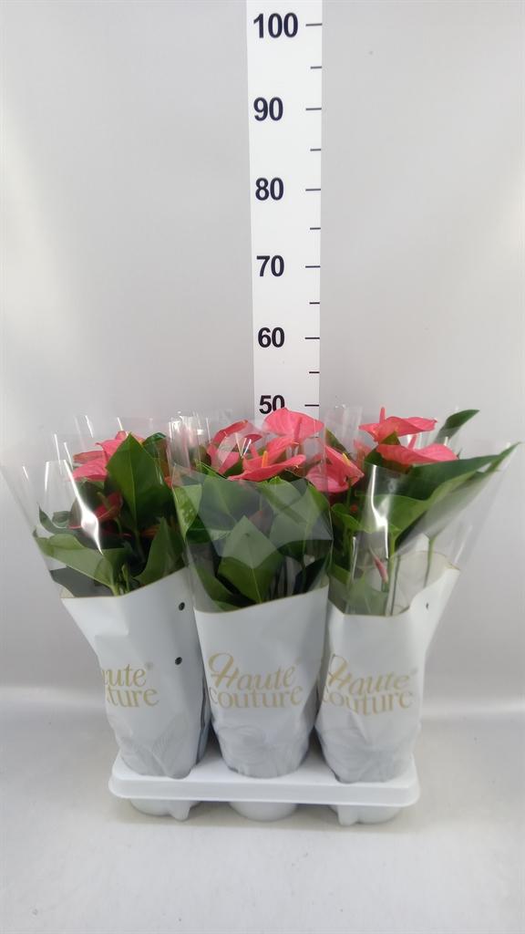 Горшечные цветы и растения оптом Anthurium Andr. melito от 6шт из Голландии с доставкой по России