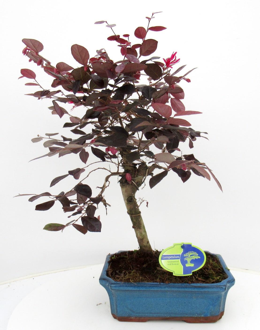 Горшечные цветы и растения оптом Loropetalum Rubra, 24cm от 3шт из Голландии с доставкой по России