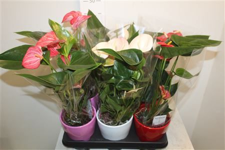 Горшечные цветы и растения оптом Anthu An Gem 3 Kl 4+ ** In Decor ** от 6шт из Голландии с доставкой по России