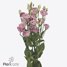 Срезанные цветы оптом Lisianthus do rosita bright pink от 60шт из Голландии с доставкой по России