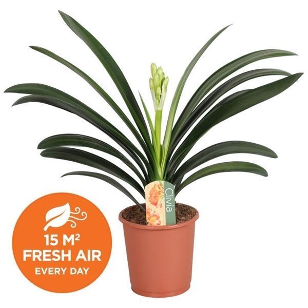 Горшечные цветы и растения оптом Clivia Miniata Label от 8шт из Голландии с доставкой по России