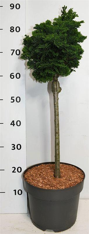 Горшечные цветы и растения оптом Chamaecyparis Obt Nana Gracilis On Stem от 1шт из Голландии с доставкой по России
