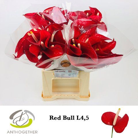 Срезанные цветы оптом Anthurium red bull от 40шт из Голландии с доставкой по России