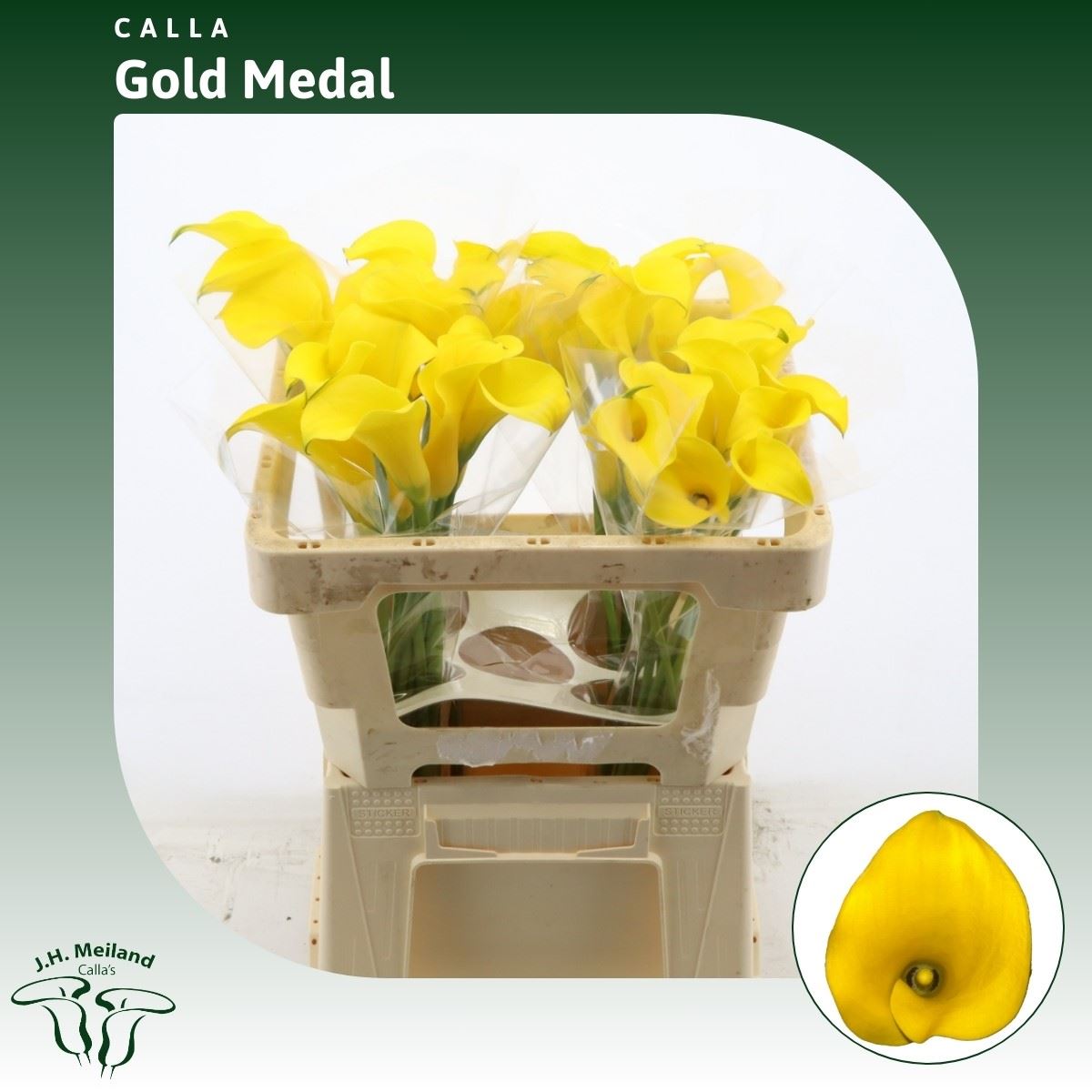 Срезанные цветы оптом Zantedeschia gold medal от 40шт из Голландии с доставкой по России