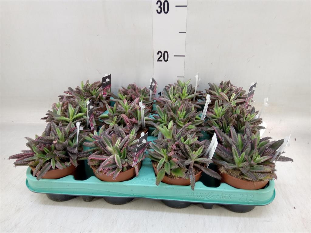 Горшечные цветы и растения оптом Kalanchoe Nf   ... от 12шт (для телеги) из Голландии с доставкой по России