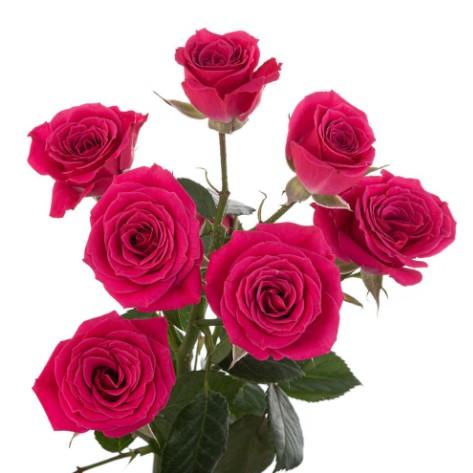 Срезанные цветы оптом Rosa spray (our choice) cerise от 60шт из Голландии с доставкой по России
