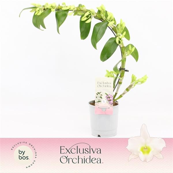 Горшечные цветы и растения оптом Dendr Nob 1st Boomerang Apollon Exclusiva Orchidea от 6шт из Голландии с доставкой по России