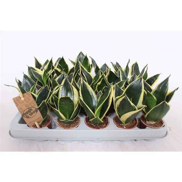 Горшечные цветы и растения оптом Sansevieria Golden Hahnii Black от 20шт из Голландии с доставкой по России