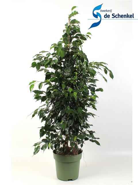 Горшечные цветы и растения оптом Ficus Be Danielle от 1шт из Голландии с доставкой по России