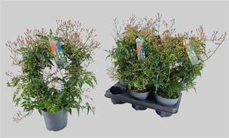 Горшечные цветы и растения оптом Jasm Polyanthum Wit 300+ от 6шт из Голландии с доставкой по России