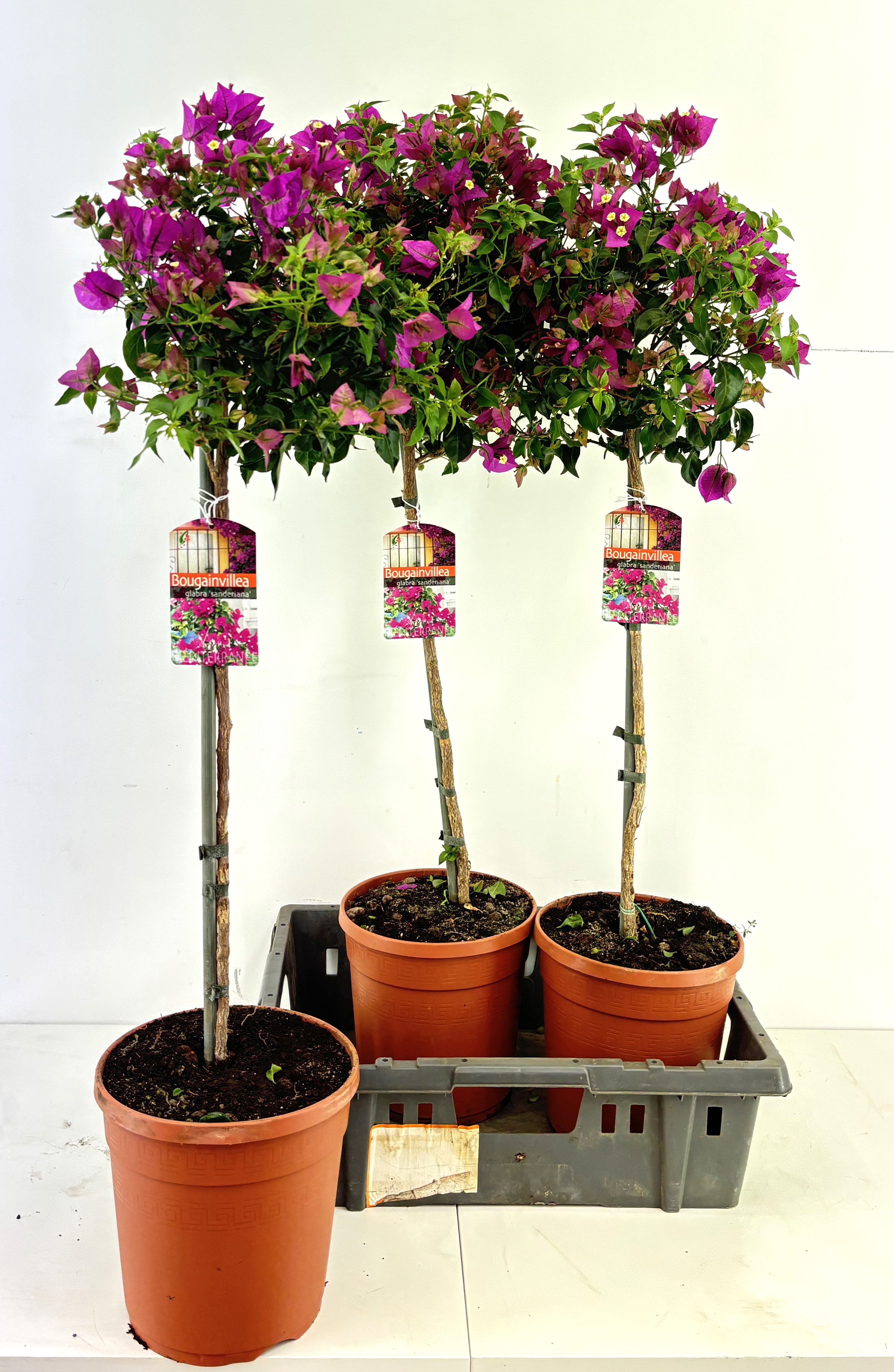 Горшечные цветы и растения оптом Bougainv Sanderiana от 3шт из Голландии с доставкой по России