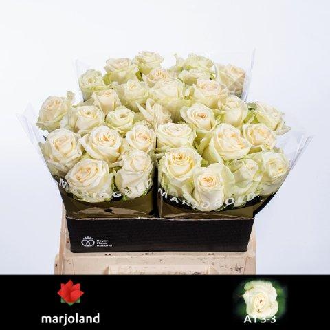 Срезанные цветы оптом Rosa large dolomiti от 30шт из Голландии с доставкой по России