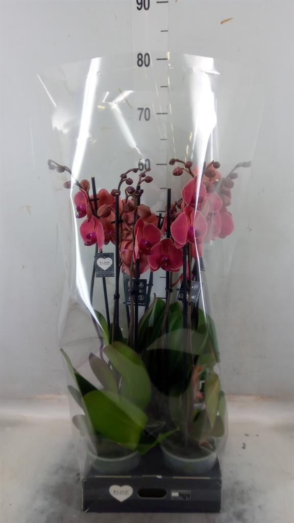 Горшечные цветы и растения оптом Phalaenopsis   ...orange от 5шт из Голландии с доставкой по России