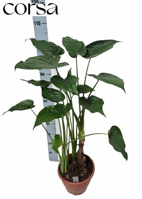 Горшечные цветы и растения оптом Aloc Cucullata от 1шт (для телеги) из Голландии с доставкой по России