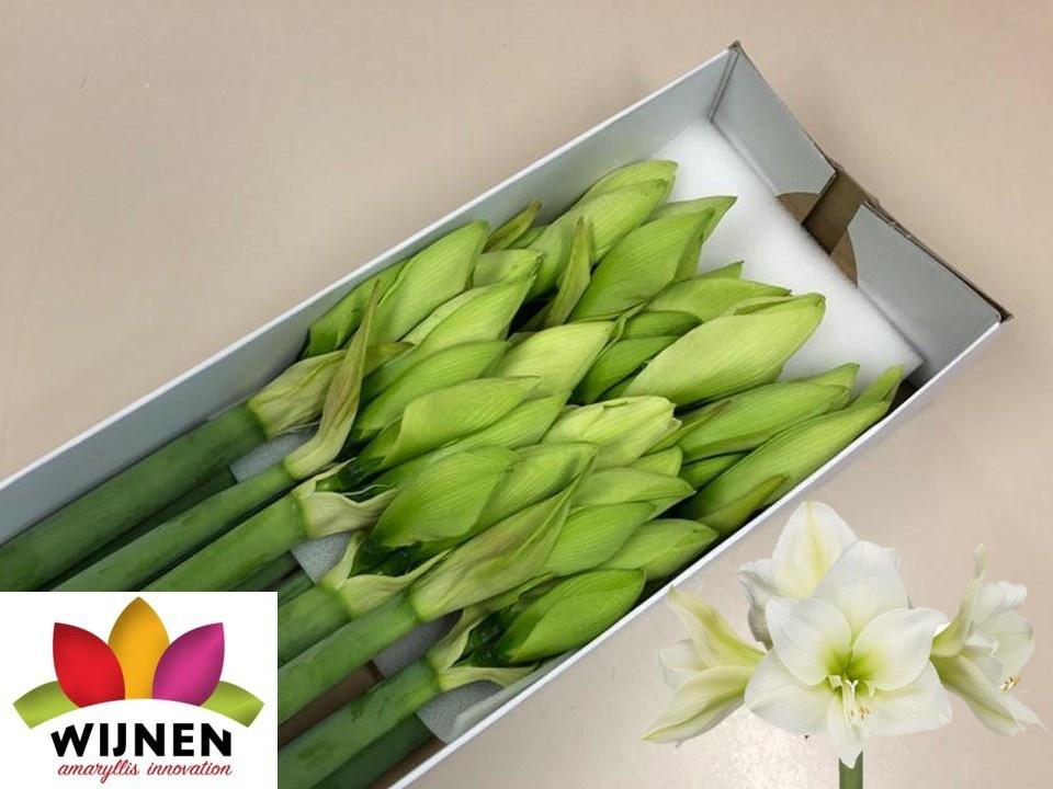 Срезанные цветы оптом Hippeastrum albarino от 12шт из Голландии с доставкой по России Срезанные цветы оптом Hippeastrum albarino от 12шт из Голландии с доставкой по России