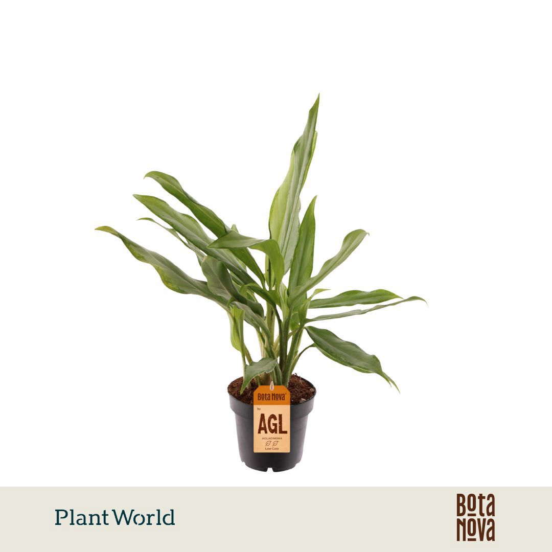 Горшечные цветы и растения оптом Aglaonema White Lance от 10шт из Голландии с доставкой по России