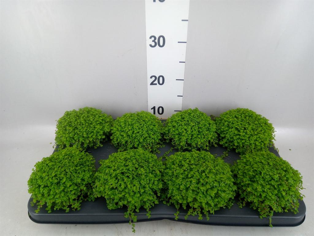 Горшечные цветы и растения оптом Soleirolia Soleirolii ...green от 8шт из Голландии с доставкой по России