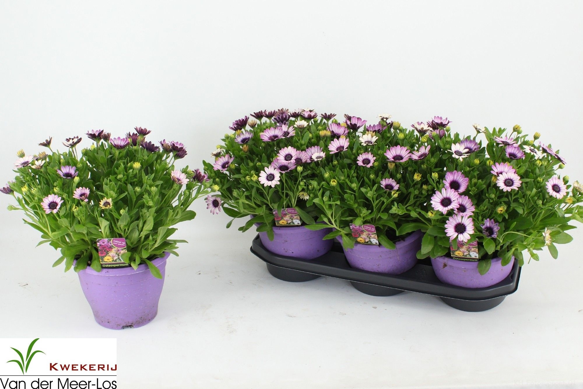 Горшечные цветы и растения оптом Osteo Senori Tanja от 3шт из Голландии с доставкой по России