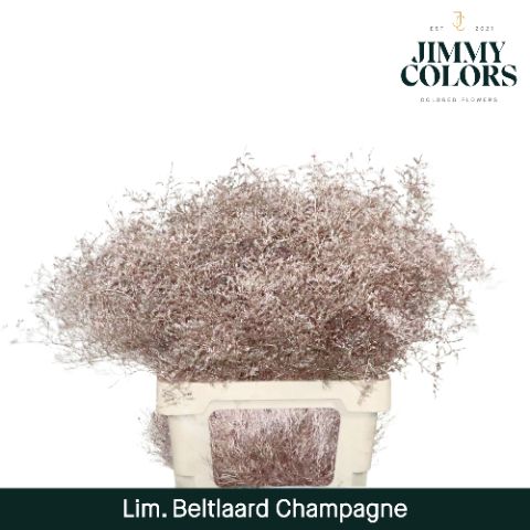 Срезанные цветы оптом Limonium beltlaard paint metallic champagne от 25шт из Голландии с доставкой по России