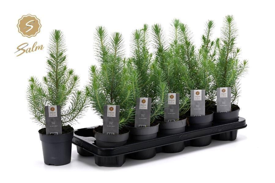 Горшечные цветы и растения оптом Pinus Silver Crest от 15шт из Голландии с доставкой по России