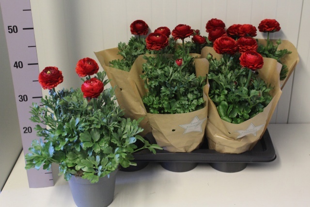 Горшечные цветы и растения оптом Ranun Sprink Red от 6шт из Голландии с доставкой по России