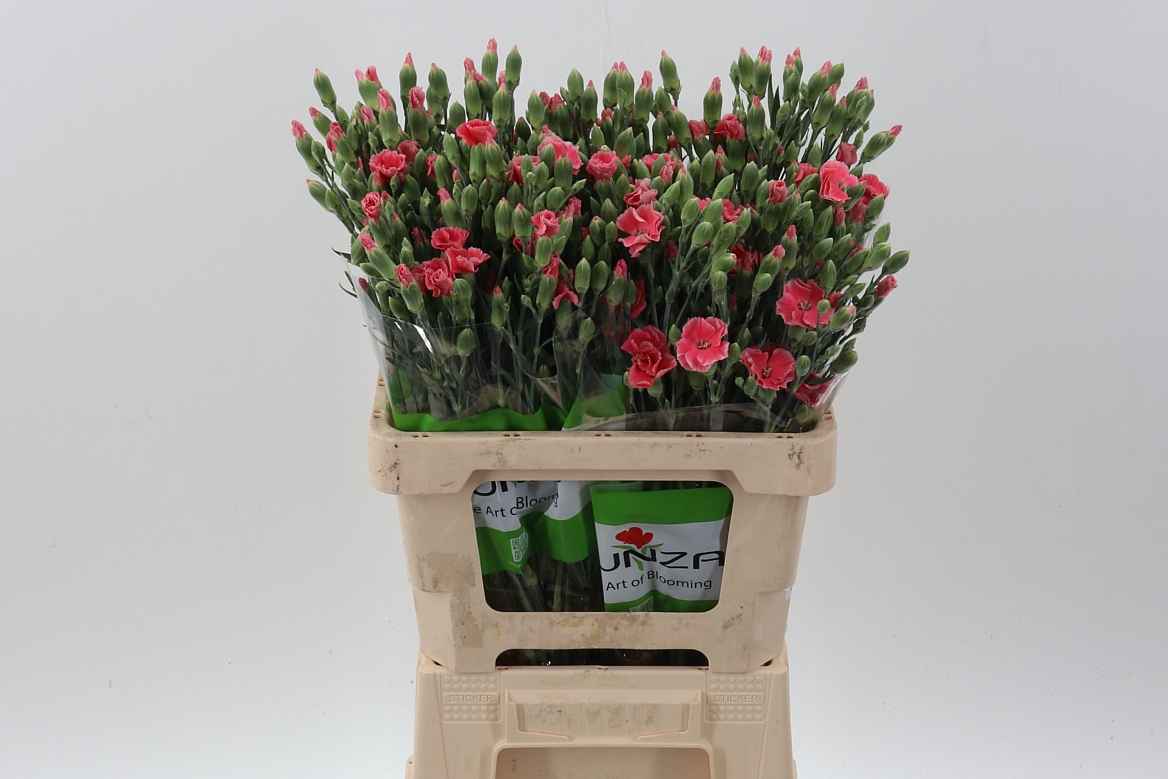 Срезанные цветы оптом Dianthus sp simply pink от 100шт из Голландии с доставкой по России