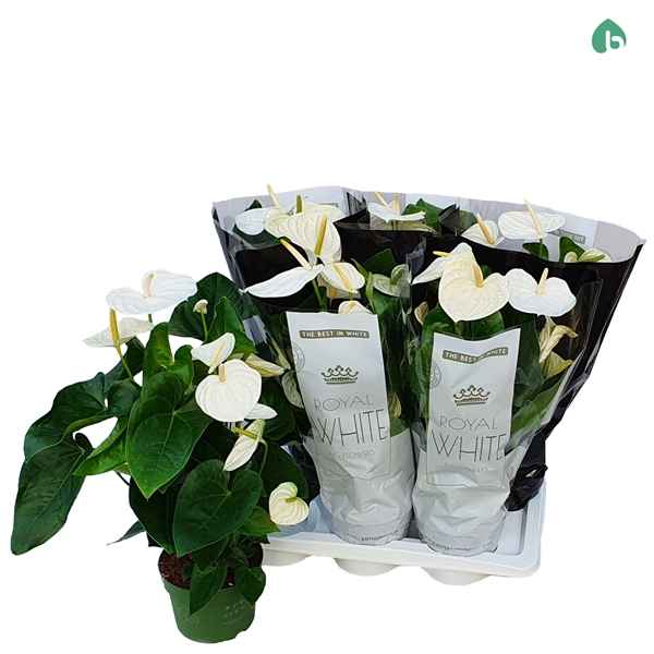 Горшечные цветы и растения оптом Anth An Royal White 5+ от 6шт из Голландии с доставкой по России