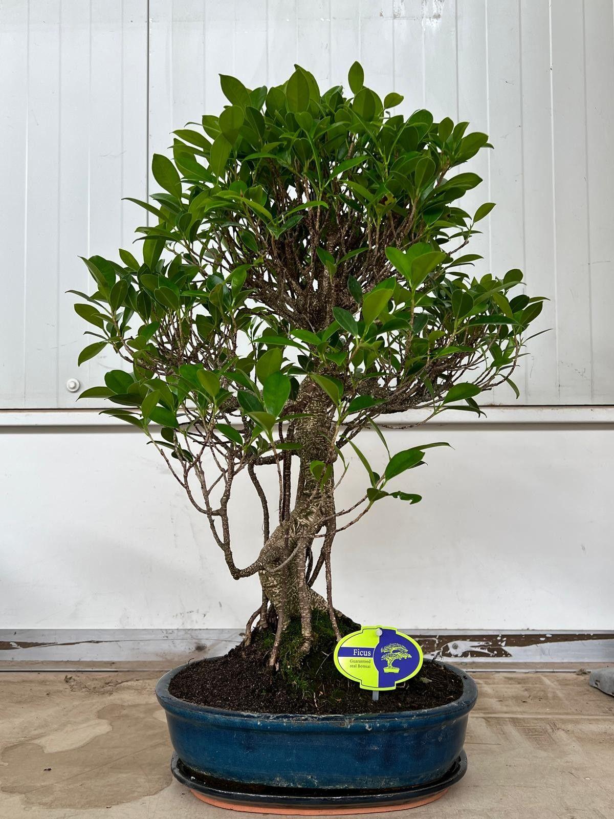 Горшечные цветы и растения оптом Bonsai Ficus Retusa A от 2шт из Голландии с доставкой по России