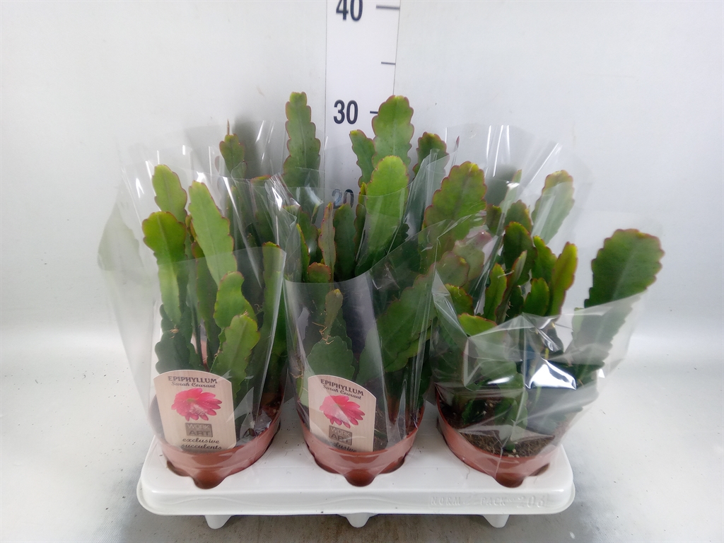 Горшечные цветы и растения оптом Epiphyllum   ... от 6шт из Голландии с доставкой по России