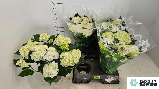 Горшечные цветы и растения оптом Hydrangea Mac.   ... от 4шт из Голландии с доставкой по России