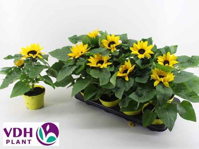 Горшечные цветы и растения оптом Heli Sunray Yellow от 8шт из Голландии с доставкой по России