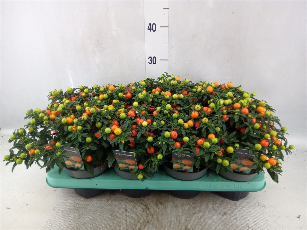 Горшечные цветы и растения оптом Solanum Pseudocapsicum от 8шт из Голландии с доставкой по России