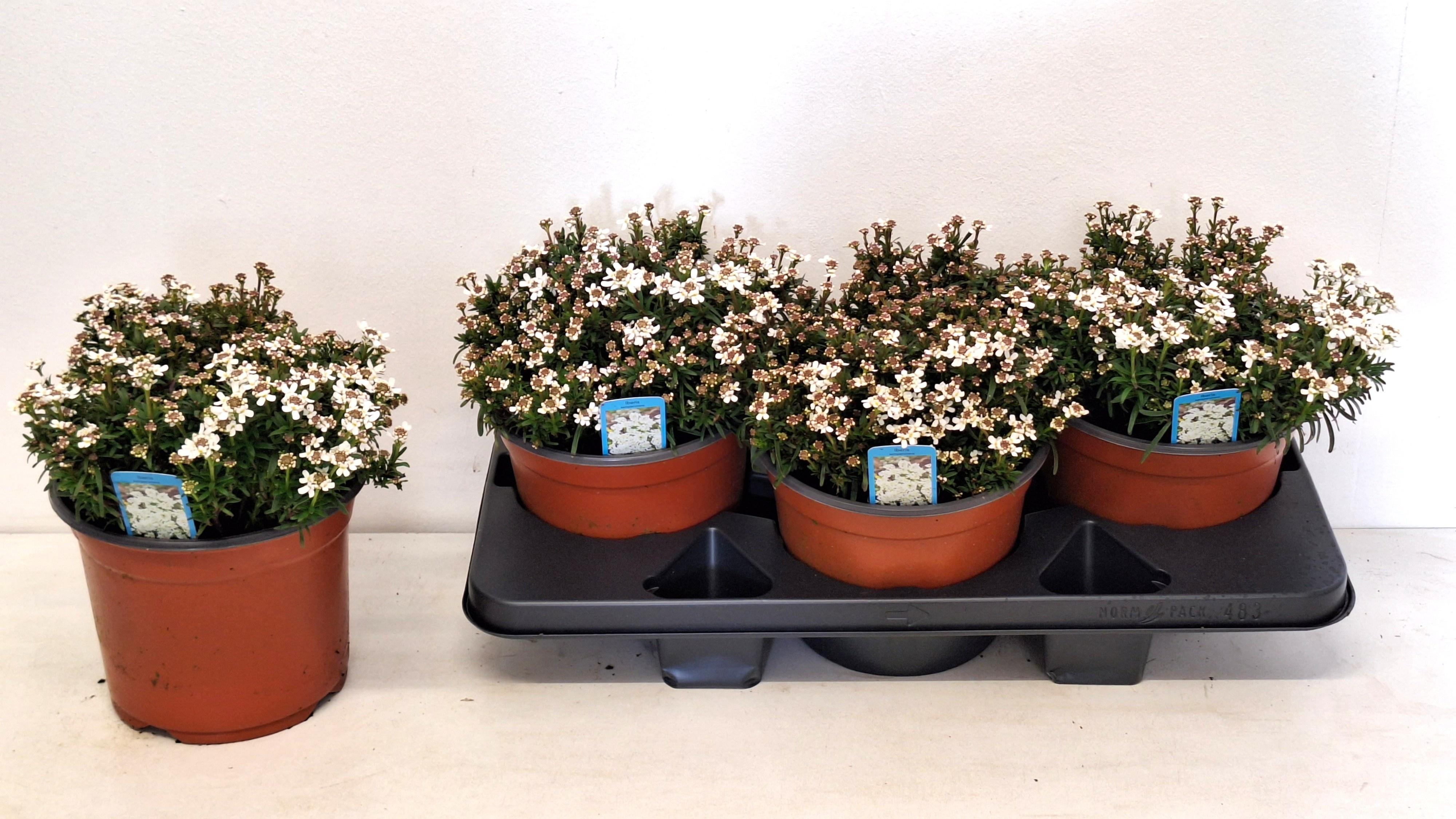 Горшечные цветы и растения оптом Iber Sempervirens от 3шт из Голландии с доставкой по России