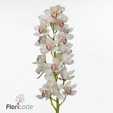 Срезанные цветы оптом Cymbidium white annette от 2шт из Голландии с доставкой по России