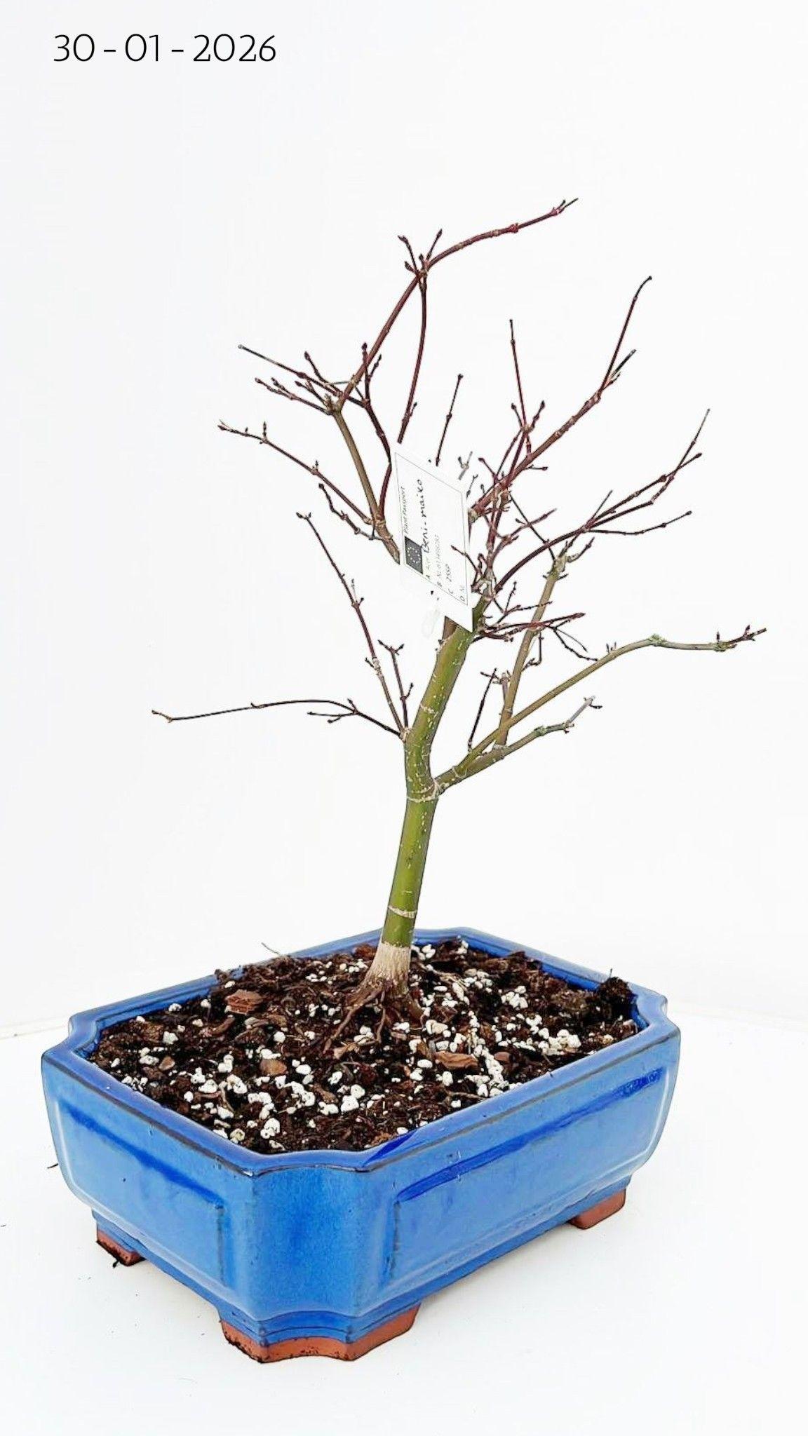 Горшечные цветы и растения оптом Acer Palmatum Beni-maiko, Pot 26cm. от 3шт из Голландии с доставкой по России