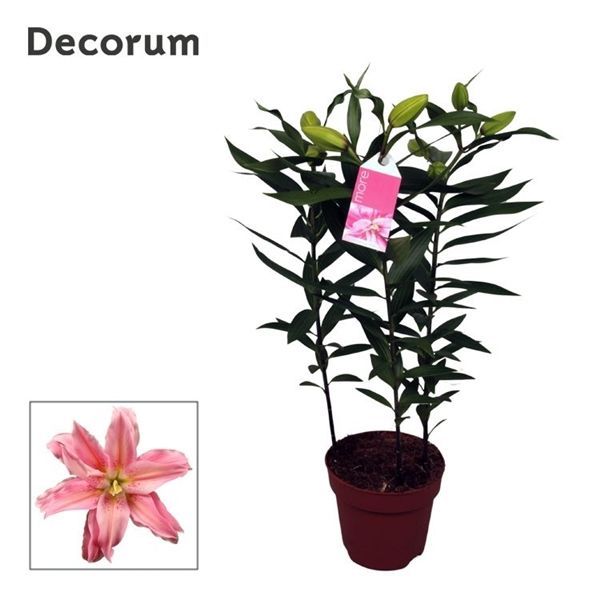 Горшечные цветы и растения оптом Lilium Or Roselily Sara 3pp (decorum) от 6шт из Голландии с доставкой по России