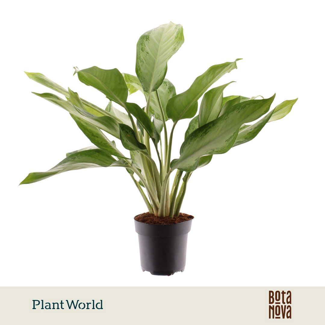 Горшечные цветы и растения оптом Aglaonema Cleopatra от 6шт из Голландии с доставкой по России