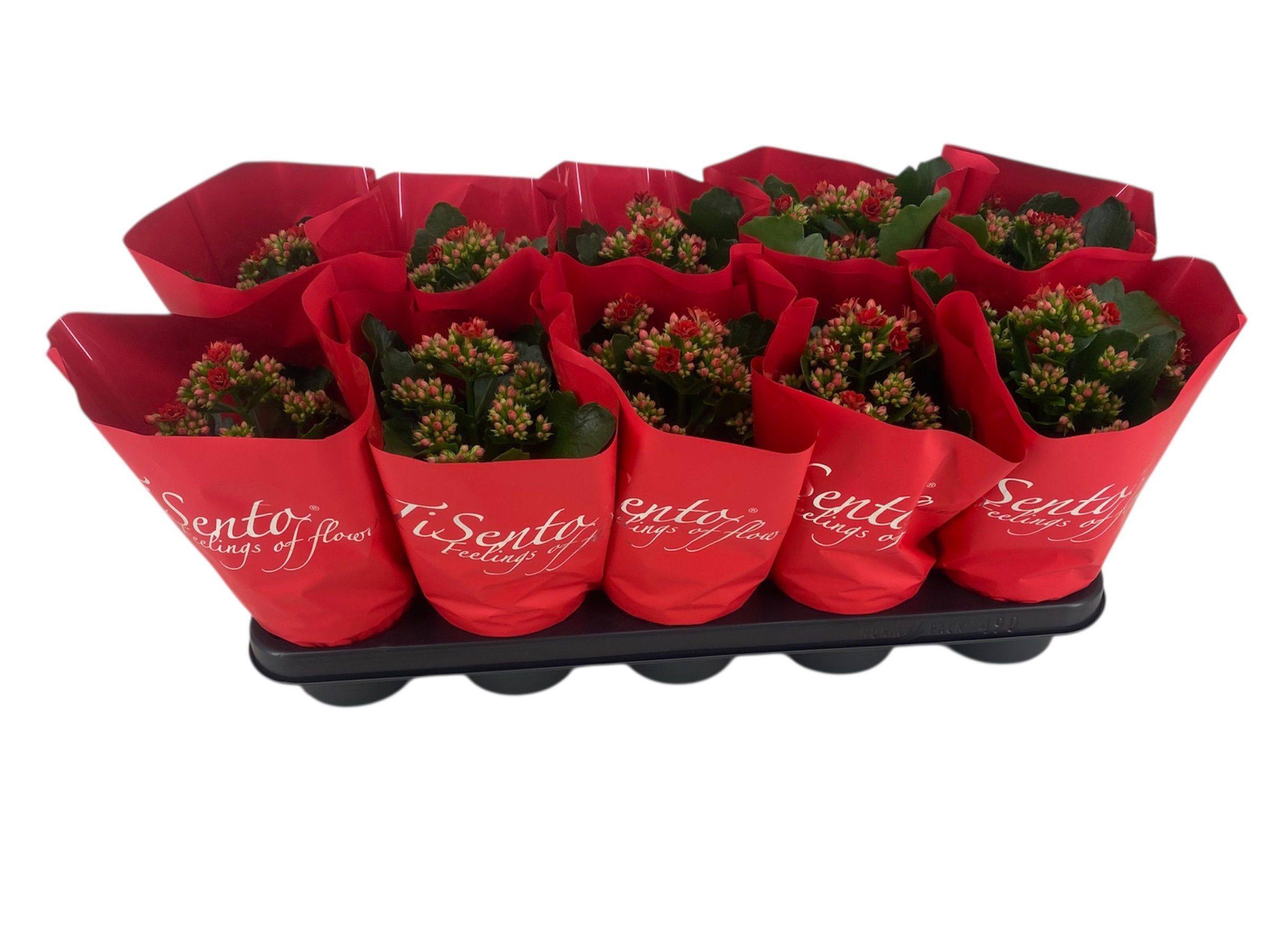 Горшечные цветы и растения оптом Kal Ge Perfecta Red от 10шт из Голландии с доставкой по России