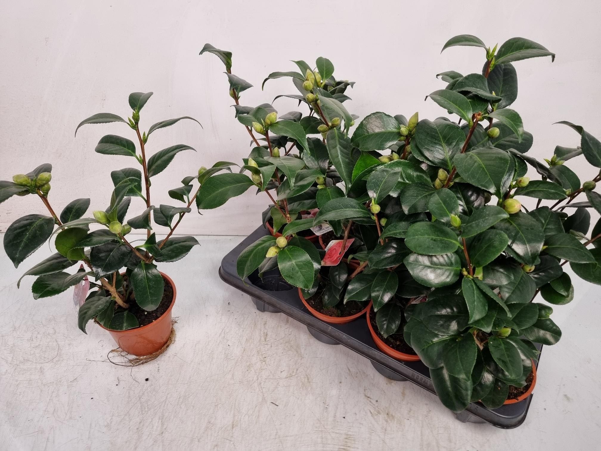 Горшечные цветы и растения оптом Camellia Japonica от 8шт из Голландии с доставкой по России