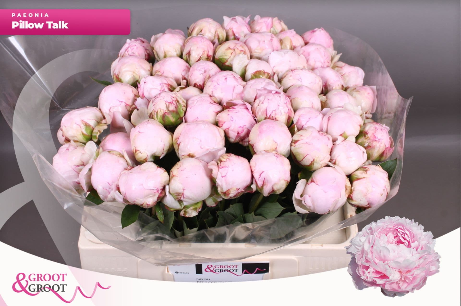 Срезанные цветы оптом Paeonia pillow talk от 50шт из Голландии с доставкой по России