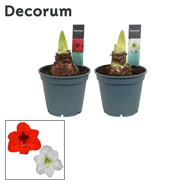 Горшечные цветы и растения оптом Hipp Mix 2-3pp (decorum) от 6шт из Голландии с доставкой по России