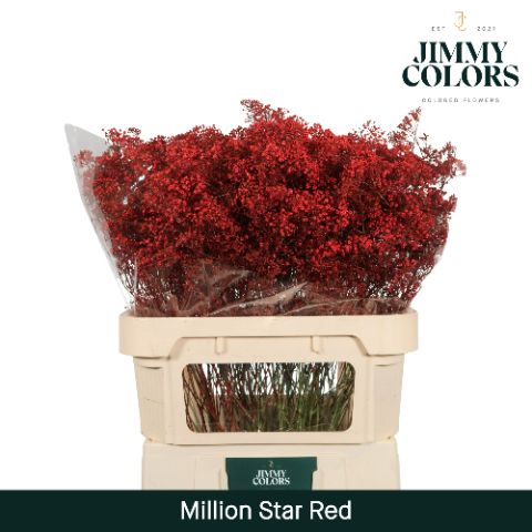 Срезанные цветы оптом Gyps fine paint red от 50шт из Голландии с доставкой по России