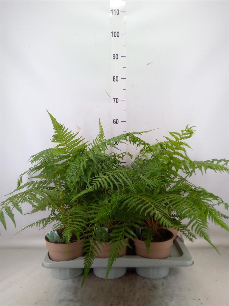 Горшечные цветы и растения оптом Dicksonia Antarctica от 6шт из Голландии с доставкой по России Горшечные цветы и растения оптом Dicksonia Antarctica от 6шт из Голландии с доставкой по России