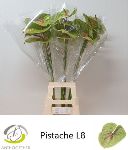 Срезанные цветы оптом Anthurium pistache от 20шт из Голландии с доставкой по России