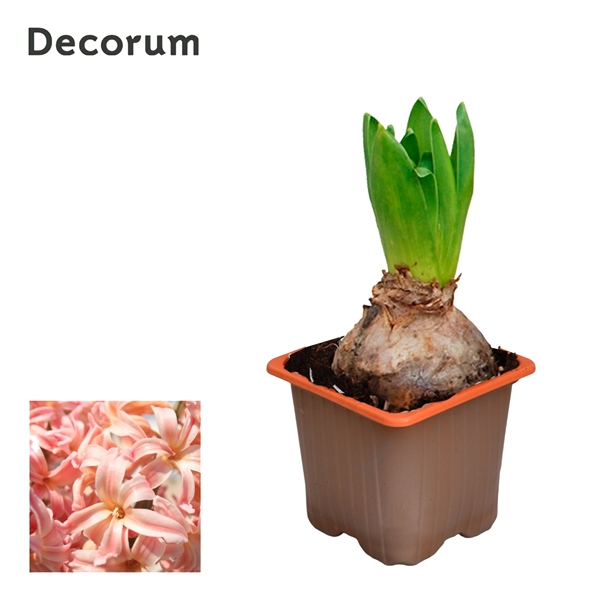 Горшечные цветы и растения оптом Hyacinthus Gipsy Queen 1pp (decorum) от 24шт из Голландии с доставкой по России