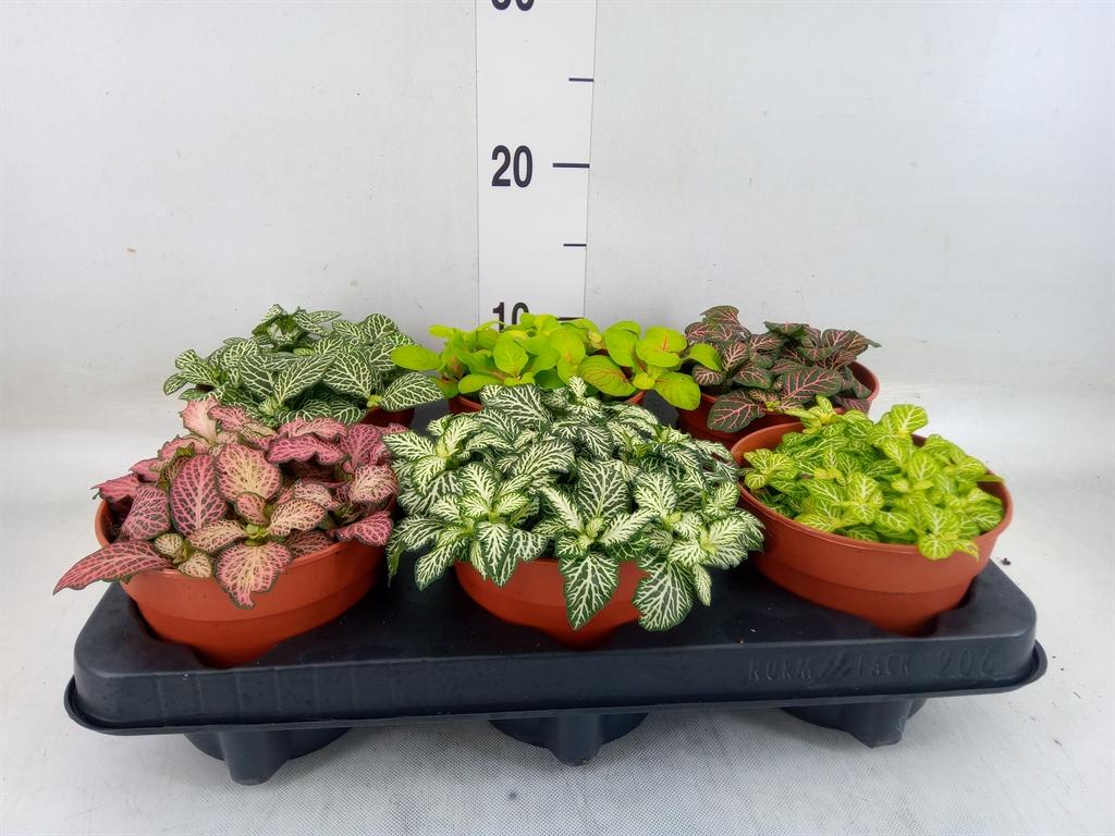 Горшечные цветы и растения оптом Fittonia   ...mix от 6шт из Голландии с доставкой по России