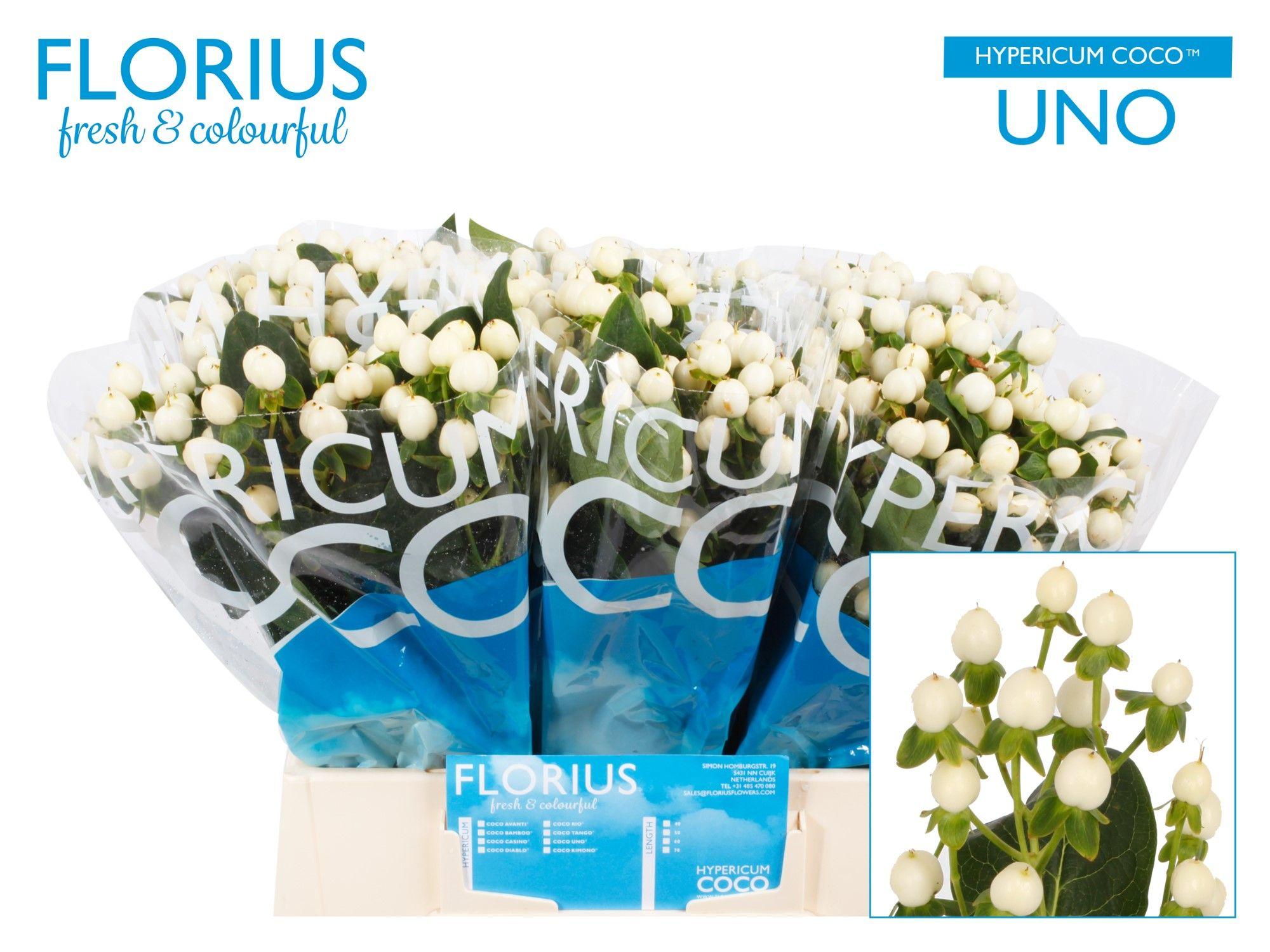 Срезанные цветы оптом Hypericum coco uno от 80шт из Голландии с доставкой по России