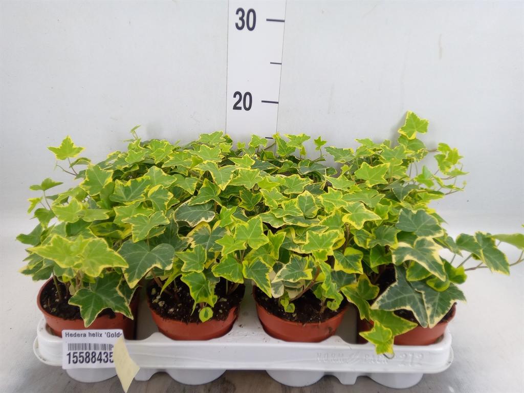 Горшечные цветы и растения оптом Hedera Goldchild от 12шт (для телеги) из Голландии с доставкой по России