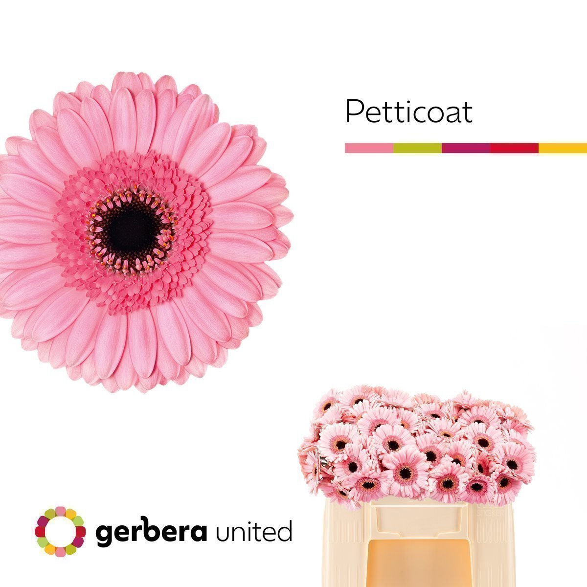 Срезанные цветы оптом Germini petticoat от 80шт. из Голландии с доставкой по России